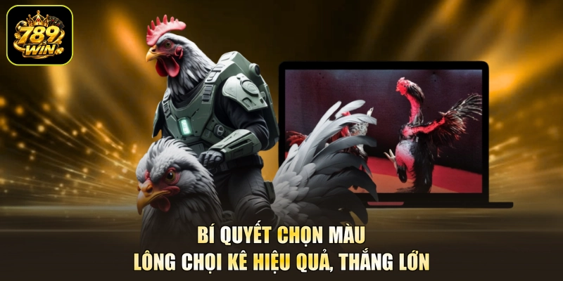 Bí quyết chọn màu lông chọi kê hiệu quả, thắng lớn
