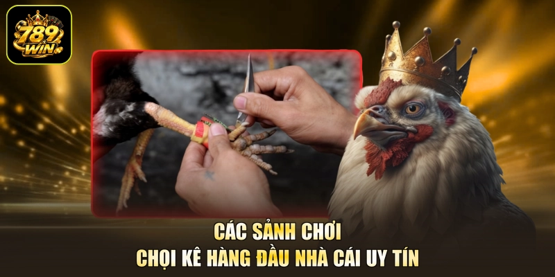 Các sảnh chơi chọi kê hàng đầu nhà cái uy tín
