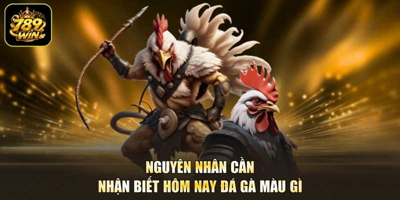 Nguyên nhân cần nhận biết hôm nay đá gà màu gì